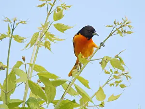 Oriole: Baltimore Oriole - feeding in tree Icterus galbula