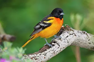 Cameron: Baltimore Oriole foraging during migration