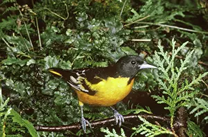 Icterus: Baltimore Oriole (Icterus galbula)