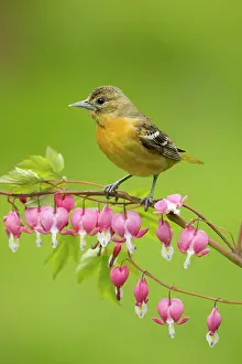 Oriole: Baltimore Oriole, Icterus galbula. Adult female in spring. T