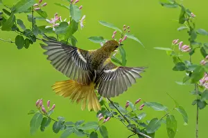Oriole: Baltimore Oriole, Icterus galbula. Adult female gatherinng n