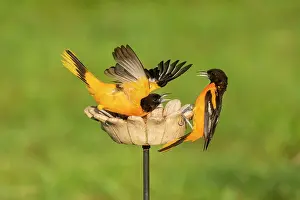 Meal: Baltimore Oriole, Icterus galbula. Two adult males at a meal