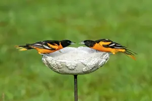 Oriole: Baltimore Oriole, Icterus galbula. Two adult male orioles at