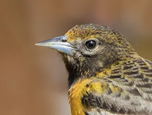 Icterid: Baltimore Oriole, Icterus galbula