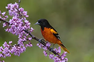 150617: Baltimore Oriole Icterus galbula Adult male in