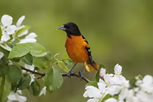 Oriole: Baltimore Oriole Icterus galbula Adult male in