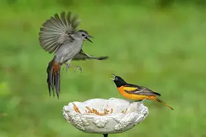 Meal: Baltimore Oriole, Icterus galbula and Catbird at meal worm f