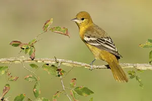 Icterid: Baltimore Oriole (Icterus galbula) female