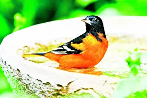Oriole: Baltimore Oriole (Icterus galbula) male