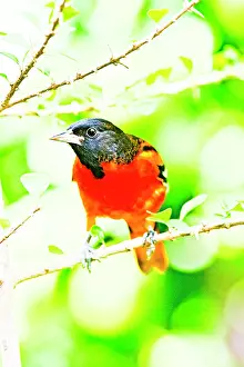 Oriole: Baltimore Oriole (Icterus galbula) male