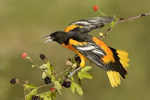 Oriole: Baltimore Oriole (Icterus galbula) male, Texas