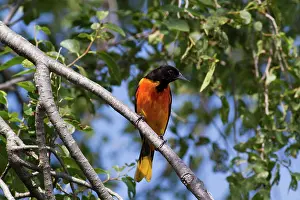 Icterus: Baltimore Oriole male
