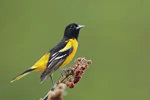 Oriole: Baltimore Oriole - male