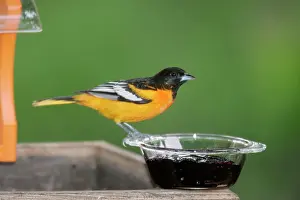 Jelly: Baltimore Oriole - male, eating grape jelly