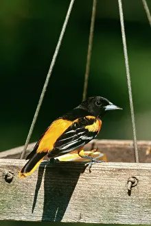 Galbula: Baltimore ORIOLE - male at feeder