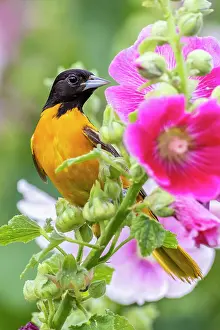 Oriole: Baltimore oriole male on hollyhock, Marion County, Illinois