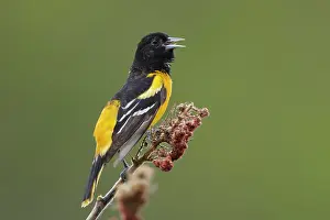 Oriole: Baltimore Oriole - male singing in Spring