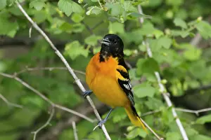 Oriole: Baltimore Oriole - male singing in Spring