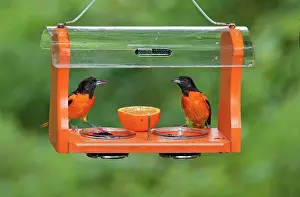 Feeder: Baltimore Oriole - males feeding at jelly and fruit feeder