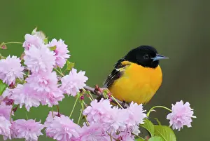 Orioles: Baltimore Oriole / Northern Oriole - Male