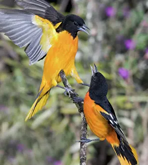 Arguing: Baltimore Orioles