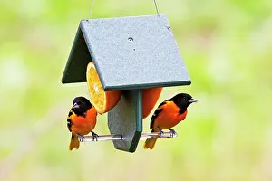 Galbula: Baltimore Orioles - two adult males feeding on