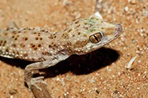 Tuberculatus: Baluch Ground Gecko
