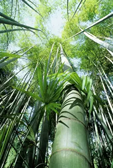 Phyllostachys: Bamboo