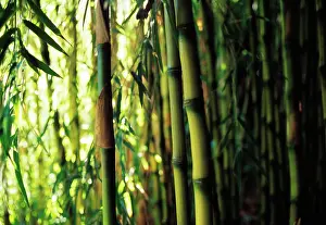 Phyllostachys: Bamboo