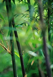 Phyllostachys: Bamboo
