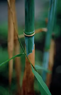 Phyllostachys: Bamboo