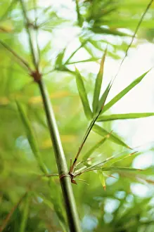Phyllostachys: Bamboo