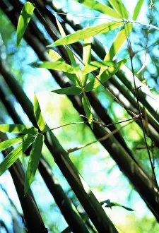 Phyllostachys: Bamboo