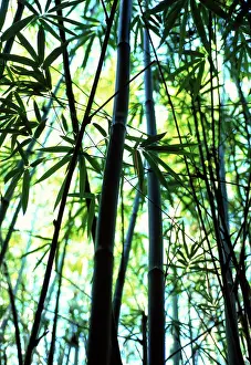 Phyllostachys: Bamboo