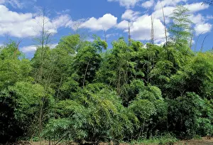 Bamboos: Bamboo