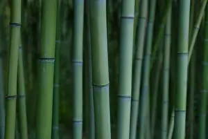 Phyllostachys: Bamboo