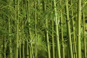 Phyllostachys: Bamboo