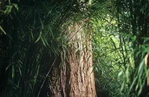 Phyllostachys: Bamboo