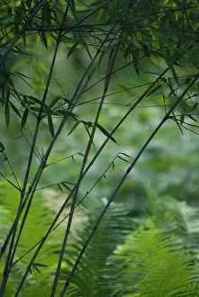 Bambusa: Bamboo