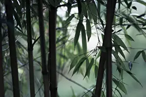 Phyllostachys: Bamboo
