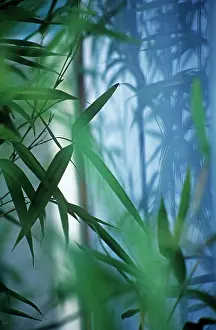Phyllostachys: Bamboo
