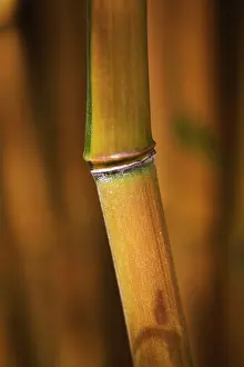Bending: Bamboo