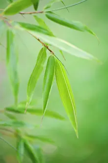 Phyllostachys: Bamboo