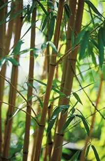Phyllostachys: Bamboo