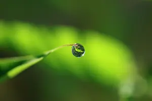 Phyllostachys: Bamboo