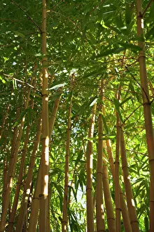Phyllostachys: Bamboo