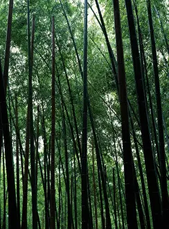 Bambusa: Bamboo