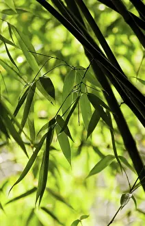 Phyllostachys: Bamboo