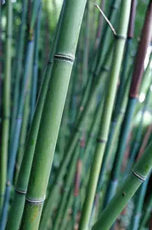Phyllostachys: Bamboo
