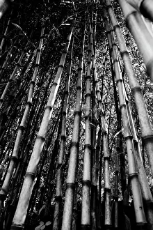 Ahead: Bamboo